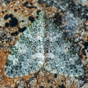 Autumn Green Carpet (Chloroclysta miata)