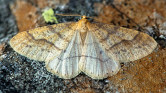 Scarce Umber (Agriopis aurantiaria)