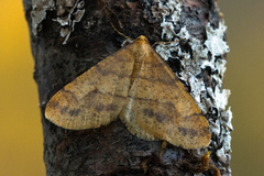 Gul frostmåler (Agriopis aurantiaria)