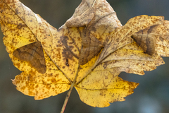 Scarce Umber (Agriopis aurantiaria)