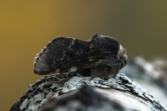 December Moth (Poecilocampa populi)
