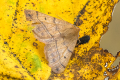 Feathered Thorn (Colotois pennaria)