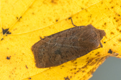 The Chestnut (Conistra vaccinii)