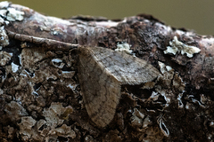 Winter Moth (Operophtera brumata)
