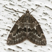 Juniper Carpet (Thera juniperata)