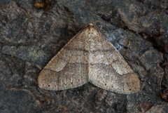 Dotted Border (Agriopis marginaria)