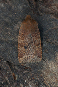 Variabelt flatfly (Conistra vaccinii)