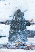Softly's Shoulder-knot (Lithophane consocia)