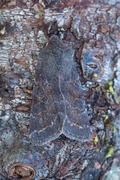 Clouded Drab (Orthosia incerta)