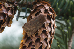 Variabelt flatfly (Conistra vaccinii)