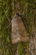 Common Quaker (Orthosia cerasi)