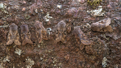 Hebrew Character (Orthosia gothica)