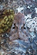Hebrew Character (Orthosia gothica)