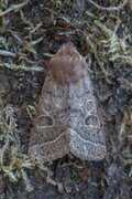 Common Quaker (Orthosia cerasi)