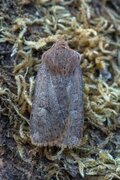 The Chestnut (Conistra vaccinii)