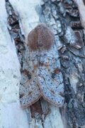 Clouded Drab (Orthosia incerta)