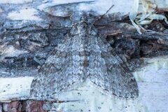 Early Tooth-striped (Trichopteryx carpinata)