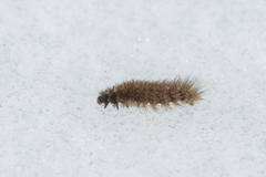 Ruby Tiger (Phragmatobia fuliginosa)