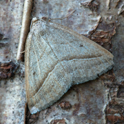 Brown Silver-line (Petrophora chlorosata)
