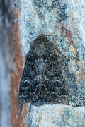 Grått fjellengfly (Apamea exulis)