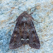 Broom Moth (Ceramica pisi)
