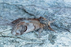 Sikksakktannspinner (Notodonta ziczac)
