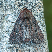 Rødt fjellengfly (Apamea schildei)