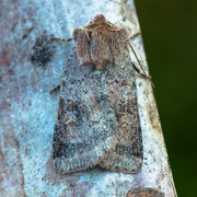 Skogteglfly (Diarsia mendica)