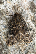 Grått fjellengfly (Apamea exulis)