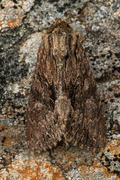 Stort engfly (Apamea monoglypha)