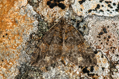 July Highflyer (Hydriomena furcata)