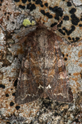 Broom Moth (Ceramica pisi)
