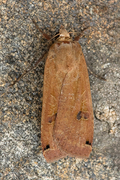 Large Yellow Underwing (Noctua pronuba)