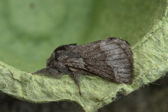 Pale Eggar (Trichiura crataegi)