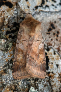 Ingrailed Clay (Diarsia mendica)