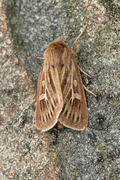 Antler Moth (Cerapteryx graminis)