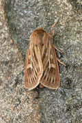 Gressmarkfly (Cerapteryx graminis)