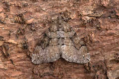 Chestnut-coloured Carpet (Thera cognata)