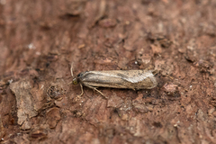 Dotted Shade (Eana osseana)
