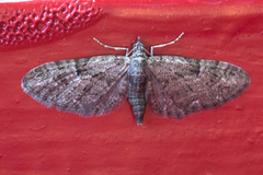 Augustdvergmåler (Eupithecia pusillata)