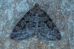 Brun einerbarmåler (Thera cognata)