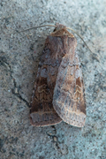 Ingrailed Clay (Diarsia mendica)