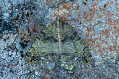 July Highflyer (Hydriomena furcata)