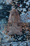 Dotted Clay (Xestia baja)