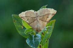 Bølgemåler (Crocallis elinguaria)