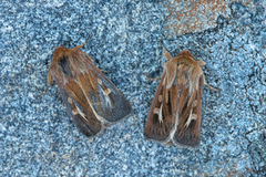 Gressmarkfly (Cerapteryx graminis)