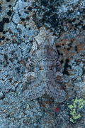 Minor Shoulder-knot (Brachylomia viminalis)