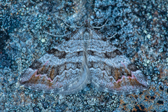 Manchester Treble-bar (Carsia sororiata)