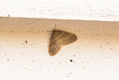 Winter Moth (Operophtera brumata)