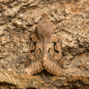 Hebrew Character (Orthosia gothica)